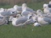 Caspian Gull at Barling Marsh (Steve Arlow) (37185 bytes)